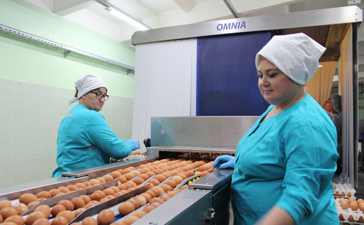 Продукцию самой первой на территории региона птицефаб­рики можно увидеть практически во всех торговых сетях Новосибирска. Фото: пресс-служба министерства сельского хозяйства Новосибирской области