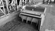 На проходе работает робот, который пододвигает к коровам корма. Его задача — ходить по кормовому проходу, двигать корма и ворошить их. Летом это дает большие плюсы, потому что препятствует «сгоранию» корма. Кроме того, такой робот облегчает труд животновода, который работает в зале. Фото: Светлана Фролова