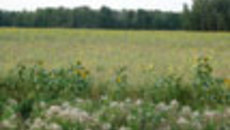 081-33.jpg