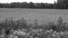 081-33.jpg