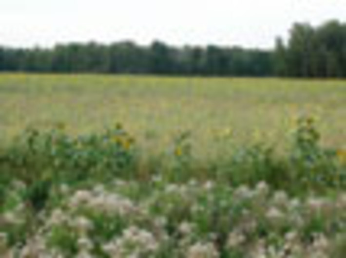 081-33.jpg