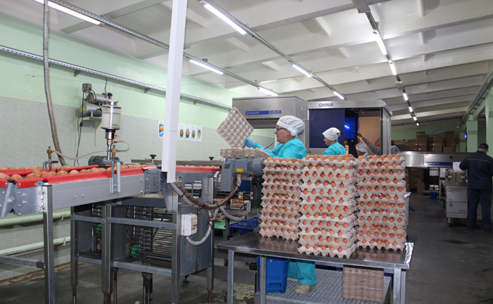 Последняя реконструкция на птицефабрике с более чем полувековой историей проводилась почти 20 лет назад. Между тем она входит в число крупнейших по Сибири. Фото: nso.ru