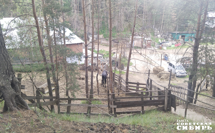 На территории нашей страны конные приюты можно пересчитать по пальцам одной руки. Самый известный — в Московской области. Новосибирский приют «Верю в жизнь» единственный в Сибири. Поэтому поддержку, которую получают ребята, можно назвать уникальной. Фото: Алёна Коврова