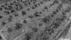 Фото: архив ИД «Советская Сибирь»