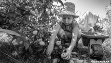 На Яблочный Спас освящают не только яблоки, но и абсолютно все, что выросло на участке. Люди несут в храм и морковь, и свеклу, и чеснок для освящения. Ну а яблоки, конечно, в первую очередь. Фото: Андрей Заржецкий