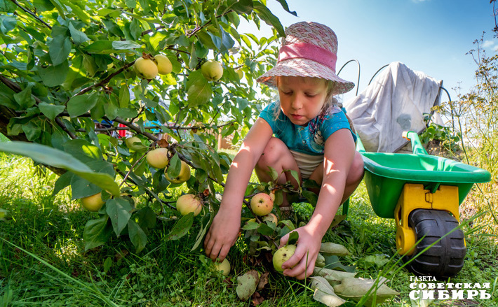 На Яблочный Спас освящают не только яблоки, но и абсолютно все, что выросло на участке. Люди несут в храм и морковь, и свек­лу, и чеснок для освящения. Ну а яблоки, конечно, в первую очередь. Фото: Андрей Заржецкий