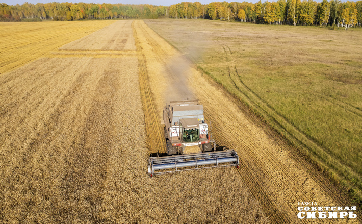 Колыванский район нынче в лидерах по уборке зерновых и зернобобовых культур — здесь уже убрали более 60 процентов площади. Качество зерна в этом году хорошее, и урожайность тоже весьма неплохая. Фото: Андрей Заржецкий