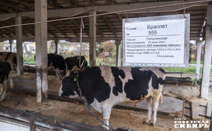 Летний загон для быков рассчитан на 100 голов, но содержатся в нем всего несколько десятков животных. У каждого не только свое личное место, но и табличка, на которой имя быка, его порода, а также данные матери. Фото: Андрей Заржецкий