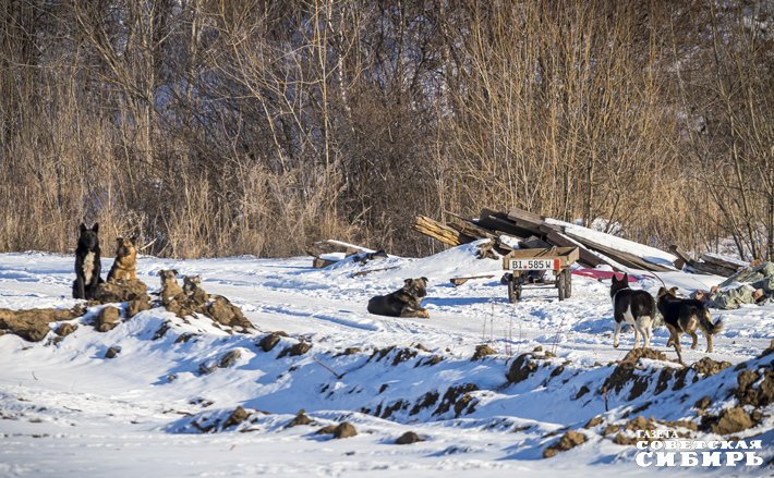 Бродячие собаки нередко сбиваются в стаи, свалки — их «естественная» среда обитания в городских условиях. Эти стаи бывают весьма агрессивными, особенно когда защищают свой участок. Фото: Андрей Заржецкий