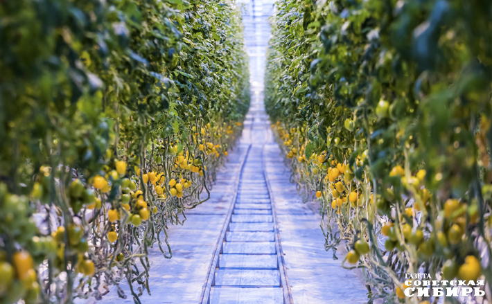 Технология предназначена для теплиц с рельсовой системой. Между рядов с растениями прокладываются рельсы, по которым ездят тележки для перемещения плодов и так далее. Фото: Андрей Заржецкий