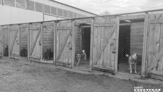 В минсельхозе, курирующем нашу поездку в приют, сообщили, что в настоящее время действующим организациям требуется тысяча дополнительных мест для размещения бездомных животных. Фото: Алёна Коврова