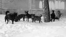 Фото: архив ИД «Советская Сибирь»