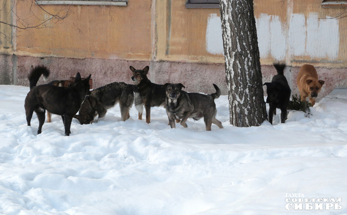 Фото: архив ИД «Советская Сибирь»