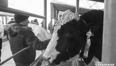 Таких красавцев-бычков, от которых получается прекрасное высокопродуктивное потомство, можно было увидеть на прошедшей в рамках Сибирского агропродовольственного форума выставке племенных животных «Сила Сибири». Фото: Андрей Заржецкий