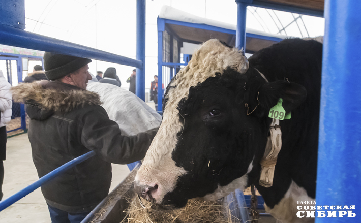 Таких красавцев-бычков, от которых получается прекрасное высокопродуктивное потомство, можно было увидеть на прошедшей в рамках Сибирского агропродовольственного форума выставке племенных животных «Сила Сибири». Фото: Андрей Заржецкий
