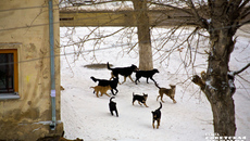 В январе текущего года жертвой стаи дворняг стала жительница Новосибирска, она скончалась. Осенью — очередной трагический случай гибели ребенка по вине одичавших животных в Красноярском крае. Фото: архив ИД «Советская Сибирь»