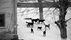 В январе текущего года жертвой стаи дворняг стала жительница Новосибирска, она скончалась. Осенью — очередной трагический случай гибели ребенка по вине одичавших животных в Красноярском крае. Фото: архив ИД «Советская Сибирь»