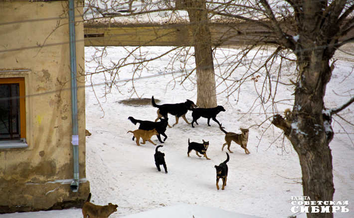 В январе текущего года жертвой стаи дворняг стала жительница Новосибирска, она скончалась. Осенью — очередной трагический случай гибели ребенка по вине одичавших животных в Красноярском крае. Фото: архив ИД «Советская Сибирь»