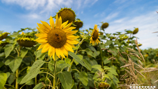 Фото: архив ИД «Советская Сибирь»