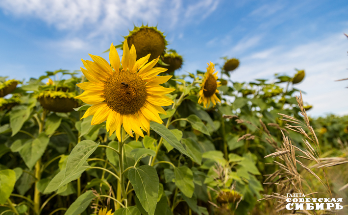 Фото: архив ИД «Советская Сибирь»