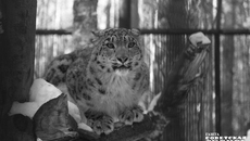 В Новосибирском зоопарке снежные барсы содержатся с 1964 года. Получить от них потомство чрезвычайно сложно. Вот и Серебряна приехала к нам из Челябинского зоопарка, где у нее не сложились отношения с самцом Ермаком. Фото: архив ИД «Советская Сибирь»