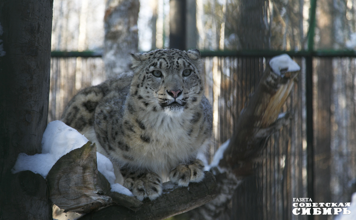 В Новосибирском зоопарке снежные барсы содержатся с 1964 года. Получить от них потомство чрезвычайно сложно. Вот и Серебряна приехала к нам из Челябинского зоопарка, где у нее не сложились отношения с самцом Ермаком. Фото: архив ИД «Советская Сибирь»