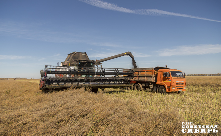 Рапс — перспективная высокомаржинальная масличная культура, все больше аграриев региона отдают предпочтение именно ей. Продукт переработки рапса — жмых к тому же отличный корм для сельскохозяйственных животных. Фото: Андрей Заржецкий