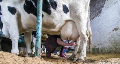 Незаконная перевозка домашнего скота без сопровождающих ветдокументов — боль полиции и Россельхознадзора. С начала года на федеральных трассах Новосибирской, Томской и Кемеровской областей досмотрено более пяти тысяч автомашин, в результате 398 голов КРС вернули отправителям. Такая ситуация создает реальную угрозу распространения опасных болезней. Для нарушителей предусмотрена административная и уголовная ответственность. Фото: архив ИД «Советская Сибирь»