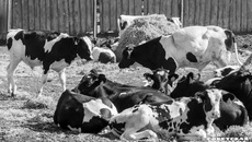 Фото: архив ИД «Советская Сибирь»