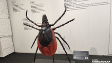 Клещ размером с подростка которого показывали на выставке, может напугать любого. Фото: Светлана Фролова