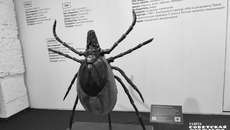 Клещ размером с подростка которого показывали на выставке, может напугать любого. Фото: Светлана Фролова