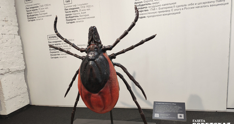 Клещ размером с подростка которого показывали на выставке, может напугать любого. Фото: Светлана Фролова