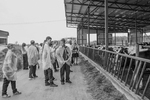 Ученики аграрного класса маслянинской школы имени Лановенчика на экскурсии на предприятии «Эконива — АПК Холдинг». Фото: Анастасия Каширских