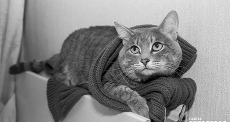 Тепла ждут не только двуногие жители мегаполиса, но и их домашние питомцы. Фото: архив Андрей Заржецкий