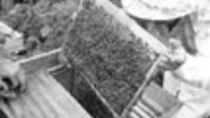 160-19.jpg